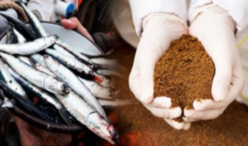 Steam dried fishmeal